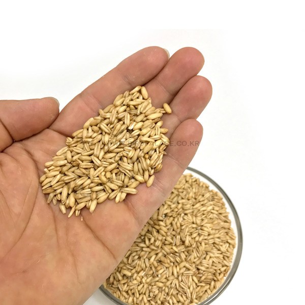 깐귀리 물세척 고온 살균 개별 알곡 앵무새 모이 먹이 코뉴어 모란 왕관, 1개, 100g 1,200원