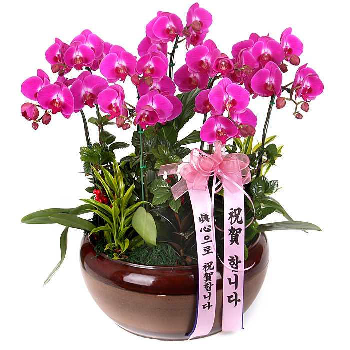 119플라워 (당일배송) 핑크호접 ST-H205 서양난 미니호접 호접난 행사용 환갑 승진 영전 전시회 개업 전국꽃배달 생일 기념일 꽃선물 꽃배달 184,300원