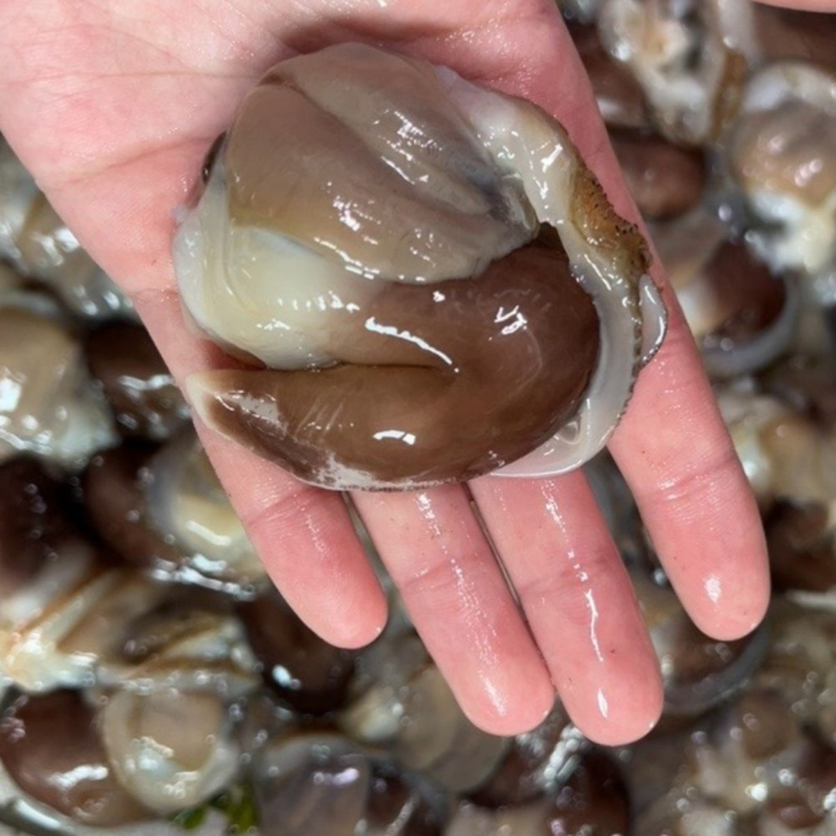 새조개 손질전1.2kg 선주발송 당일조업 산지직송 생물 자연산 손질새조개, 1개, 500g 여수산 75,410원