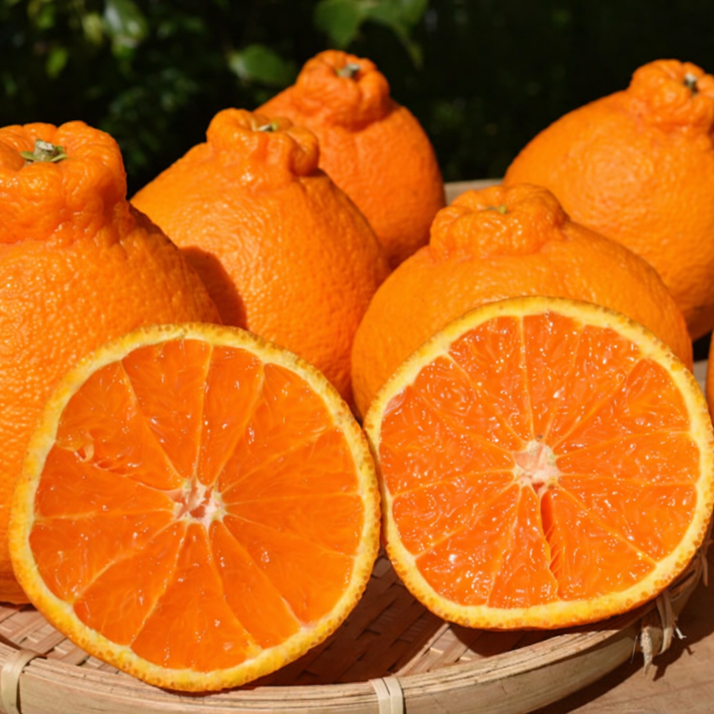 [신년특가] 새콤달콤 고당도 제주 한라봉 13,100원