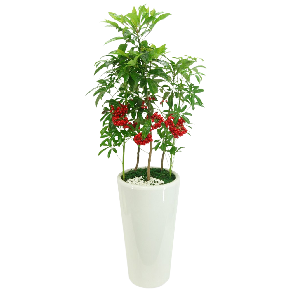 만냥금 개업선물/공기정화식물/전국꽃배달서비스 56,300원