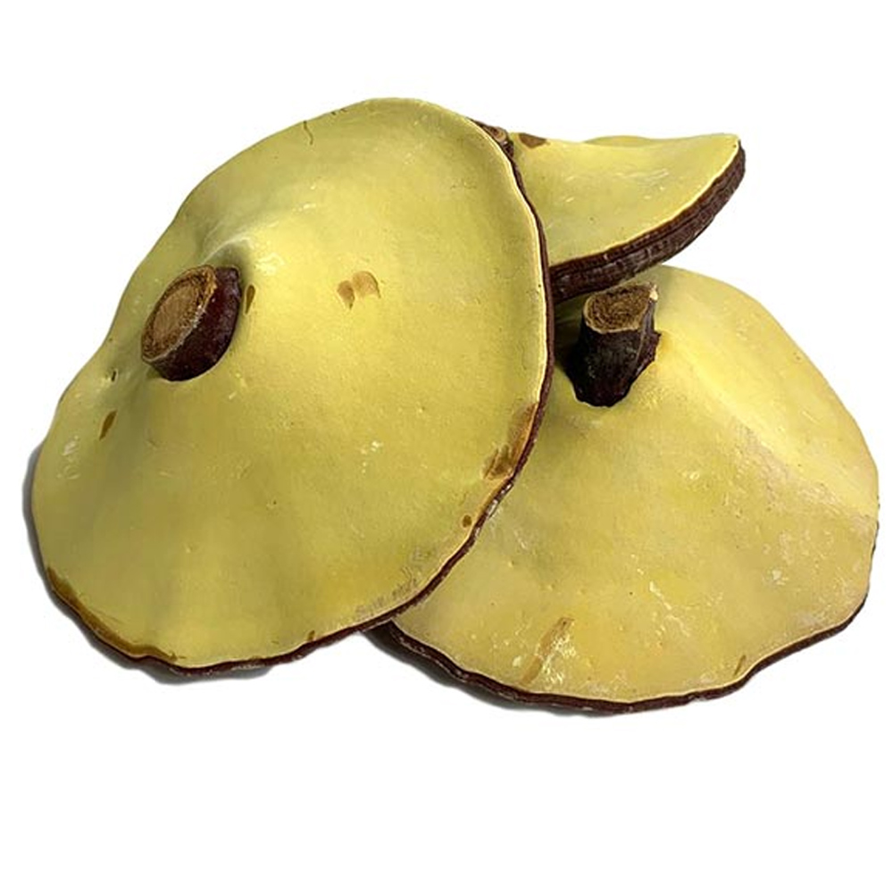 영지버섯통A / 중국산 (500g) 23,500원