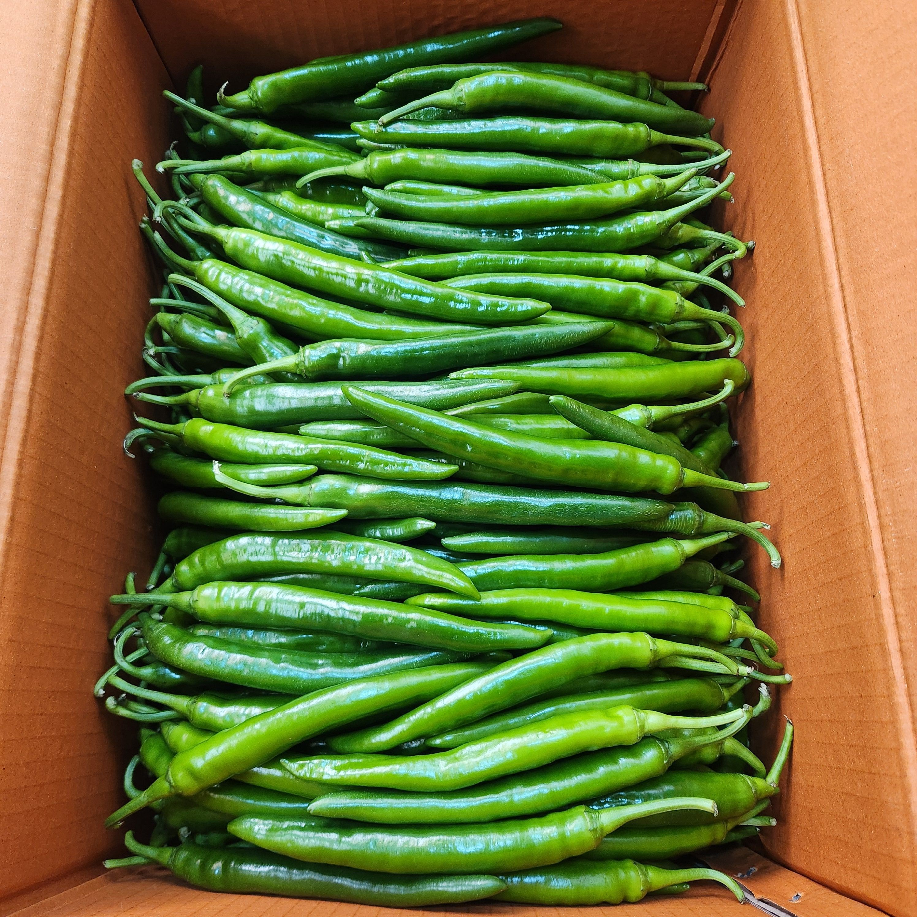 [특품]국내산 신선한 풋고추 롱그린 미인고추 아삭이 300g, 500g, 1kg, 1kg, 1개 12,900원