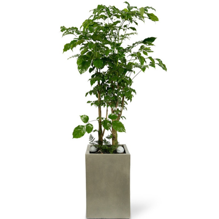 플라워피아 대형화분 개업화분 축하화분 승진 이사선물 공기정화식물 꽃배달서비스, 녹보수(고급형_, 1개 133,000원