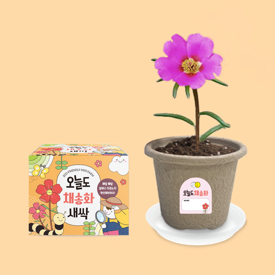 오늘도새싹 식물키우기 채송화 미니화분 120,000원
