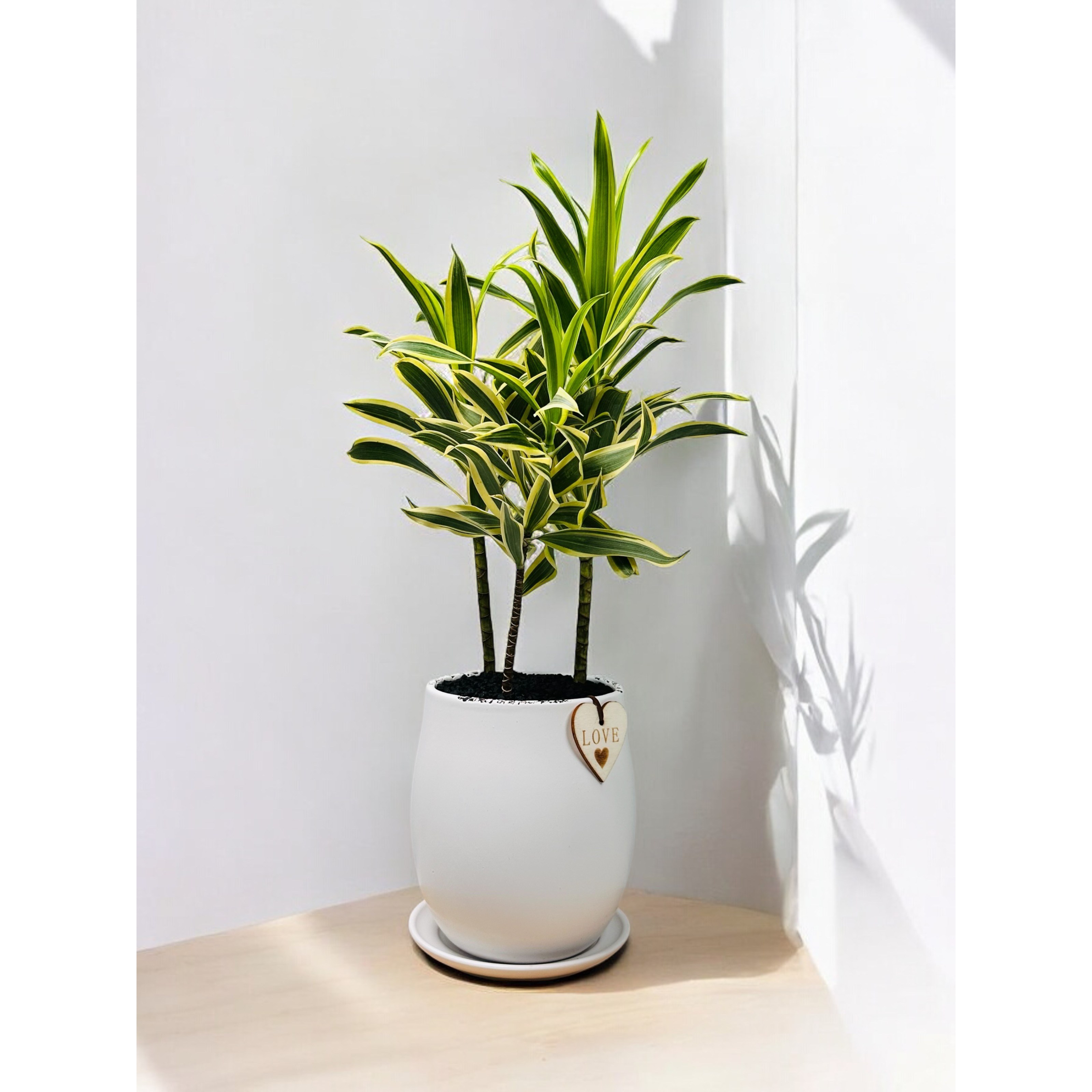 공기정화식물 송오브인디아 소철 여인초 플랜테리어 거실 사무실 카페 개업화분 윤스가든, 1개, 01.송오브인디아 44,900원