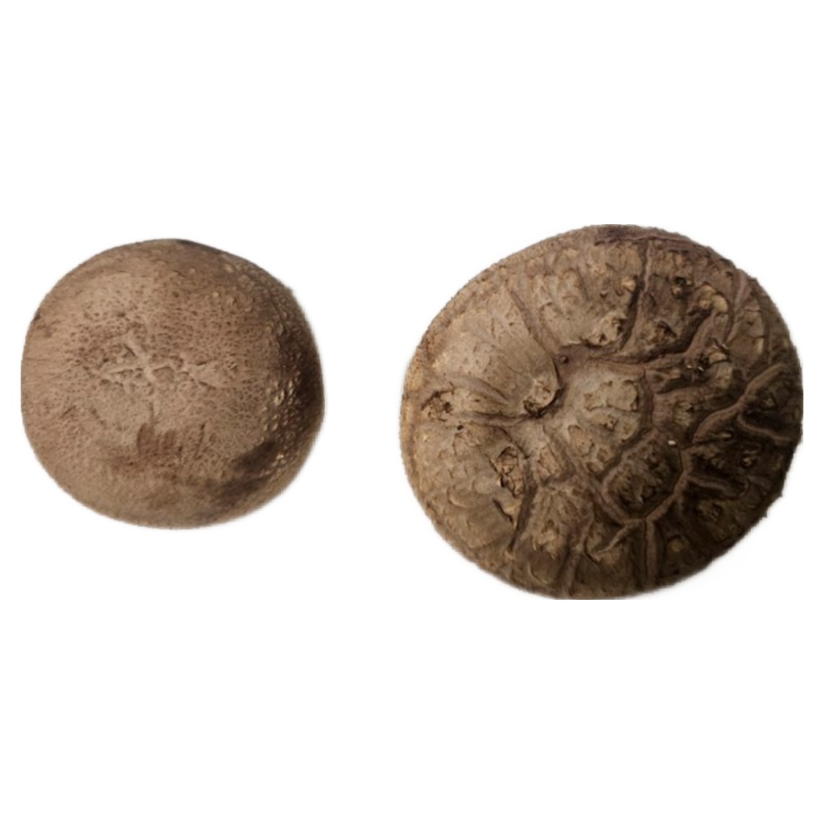 [서산여미표고]GAP인증 생표고버섯 가정용 상품, 1박스, 2KG(상품) 23,380원