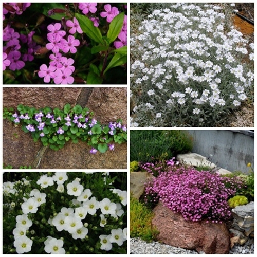 [꽃씨모듬 1222] 파종첫해 개화 다년초 지피식물 5선세트, 1개 15,000원