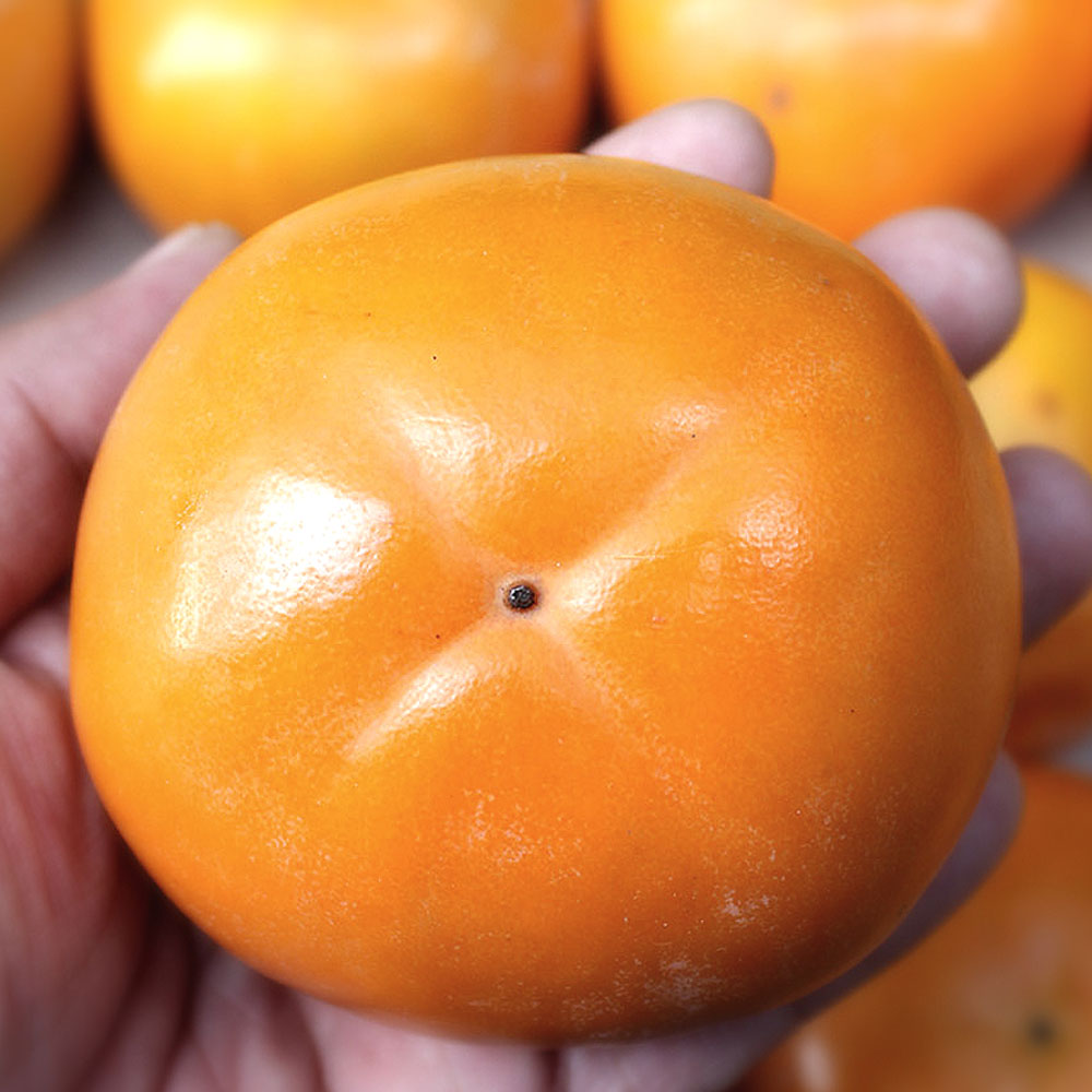 진영단감 아삭하고 달콤한 경남 단감 5kg 10kg 산지직송, 1개, 5kg중소과 (35과 내외) 23,900원