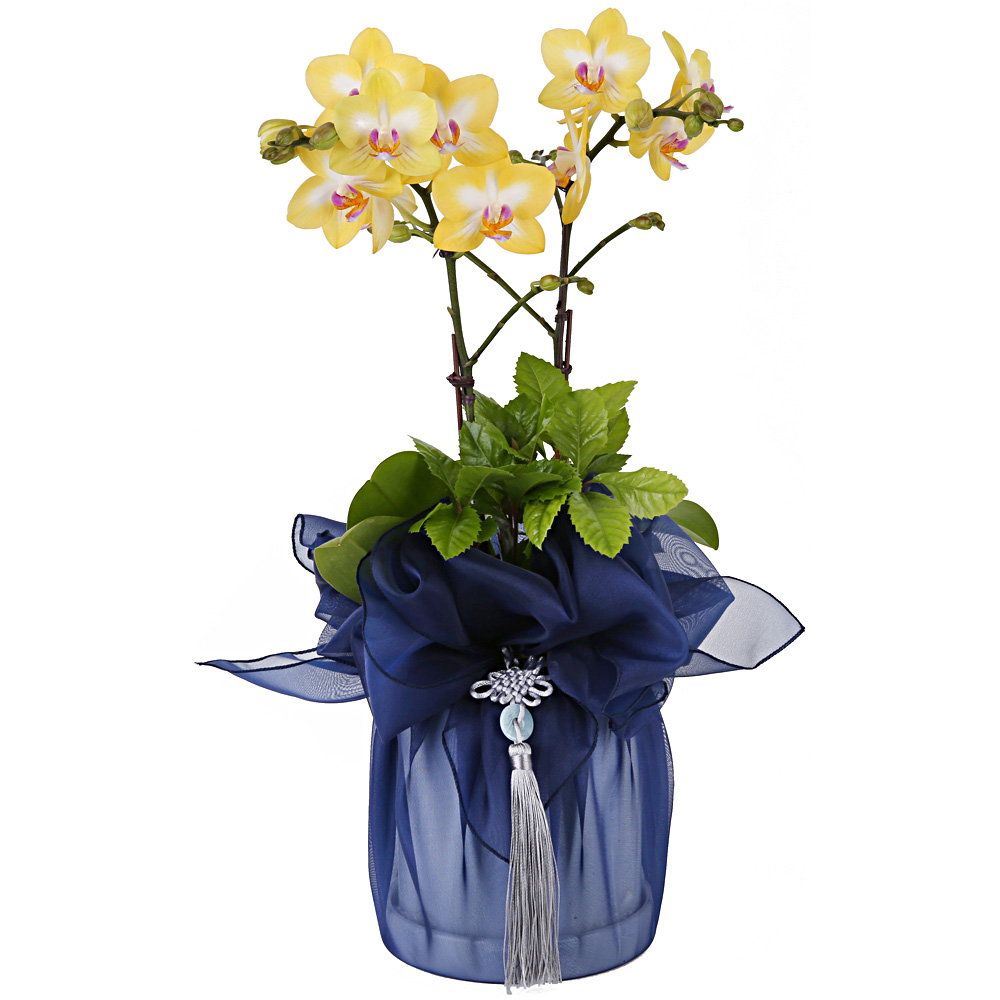 119플라워 (당일배송) 스노우화이트신상품 ST-H458 서양난 미니호접 호접난 행사용 환갑 승진 영전 전시회 개업 전국꽃배달 생일 기념일 꽃선물 꽃배달, 1개 77,600원