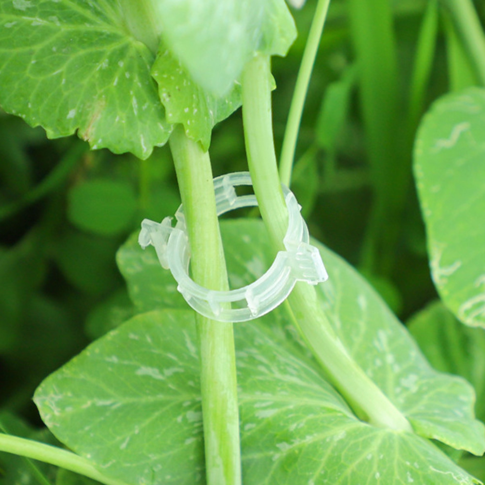 앙플랜트 식물 지지 줄기 고정 집게 클립, 100개 4,990원