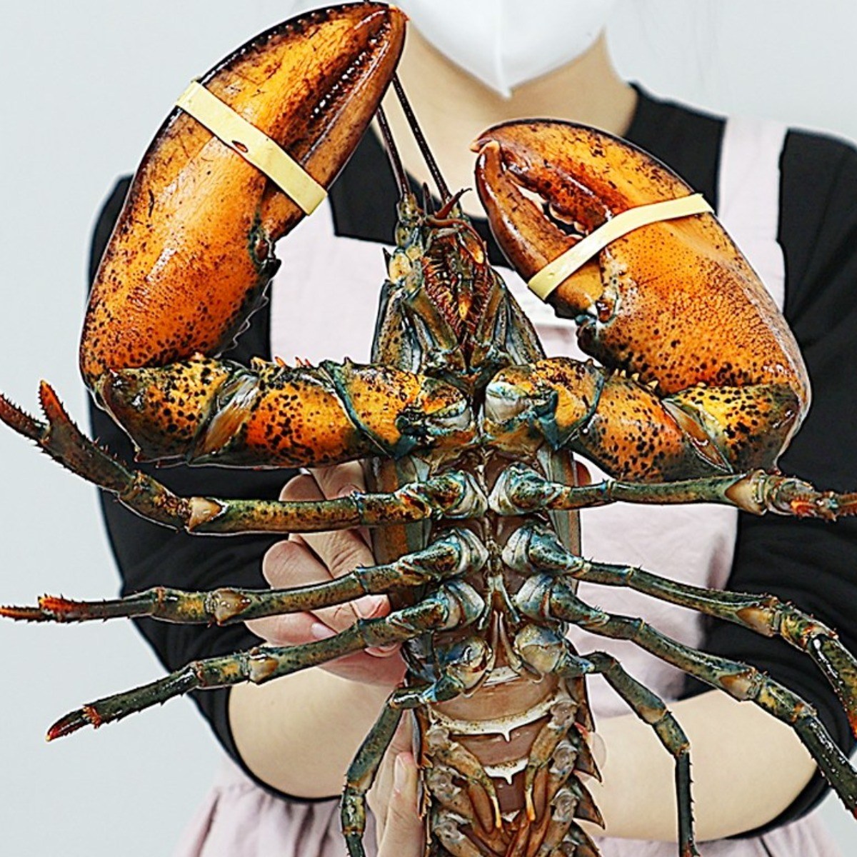 바다자리 live 살아서 도착하는 활랍스타 1마리 (0.5kg~1kg), 소(500g), 1개 35,800원