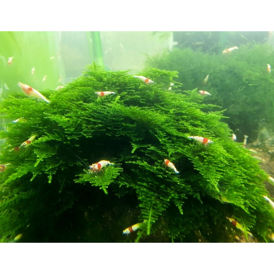 수초킹 키우기 쉬운 초보수초 삼각모스 (자와모스) 5cm*5cm 활착판 9,990원