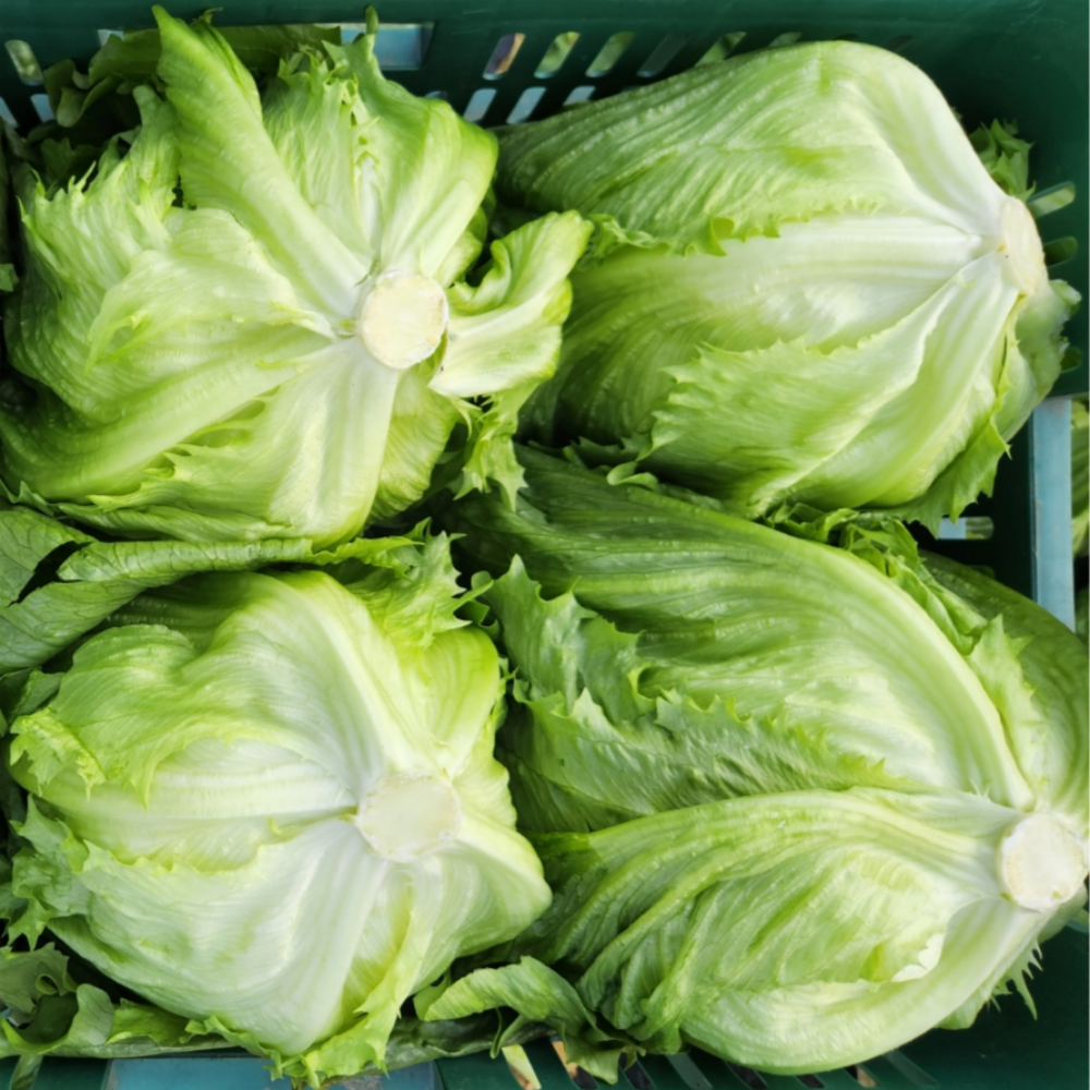 강원도 국내산 양상추 통양상추 양상치 업소용 깐양상추, 1박스, 8kg 49,900원