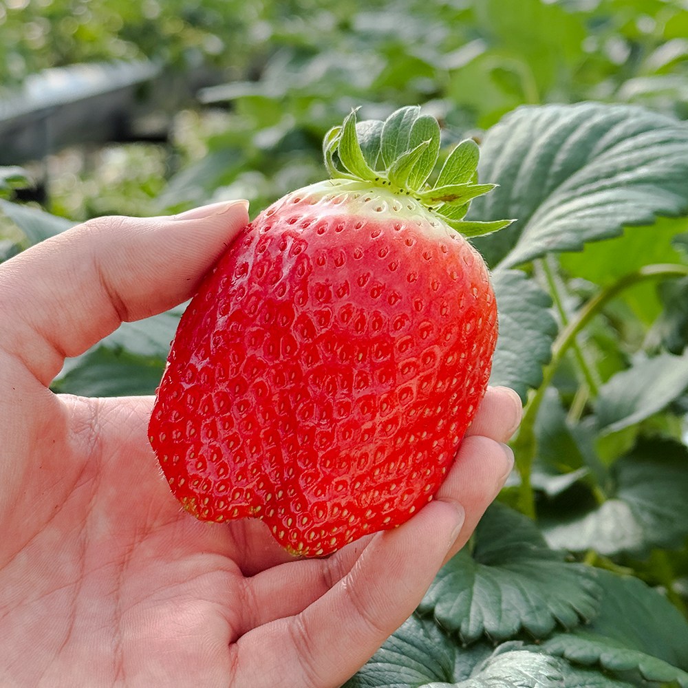 [타임세일] 고당도 명품 논산 킹스베리 딸기 400g(특, 왕특, 왕왕) 44,400원