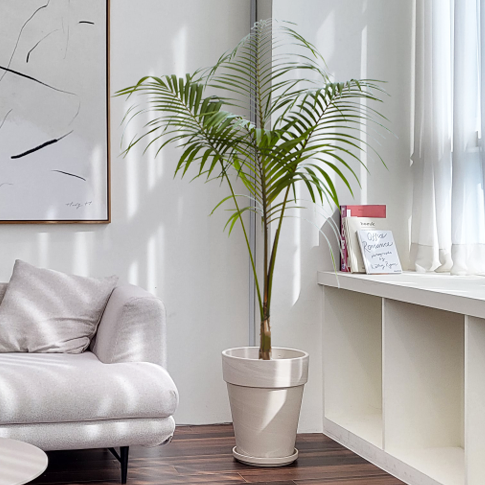 농원청년 크림토분 취임 영전 이직 승진 축하화분 실내 공기정화식물 사무실 카페 매장 공간 인테리어식물 거실화분 집들이 개업식 축하화환 여인초 금전수 뱅갈고무나무 아레카야자 행운목 179,000원