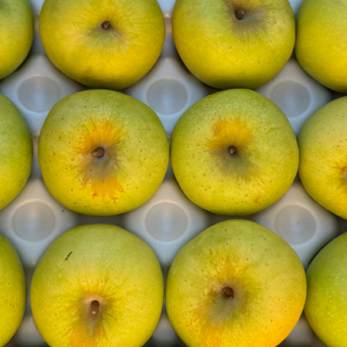 당도선별 하루50박스 장인농부의 시나노골드 사과 18,750원