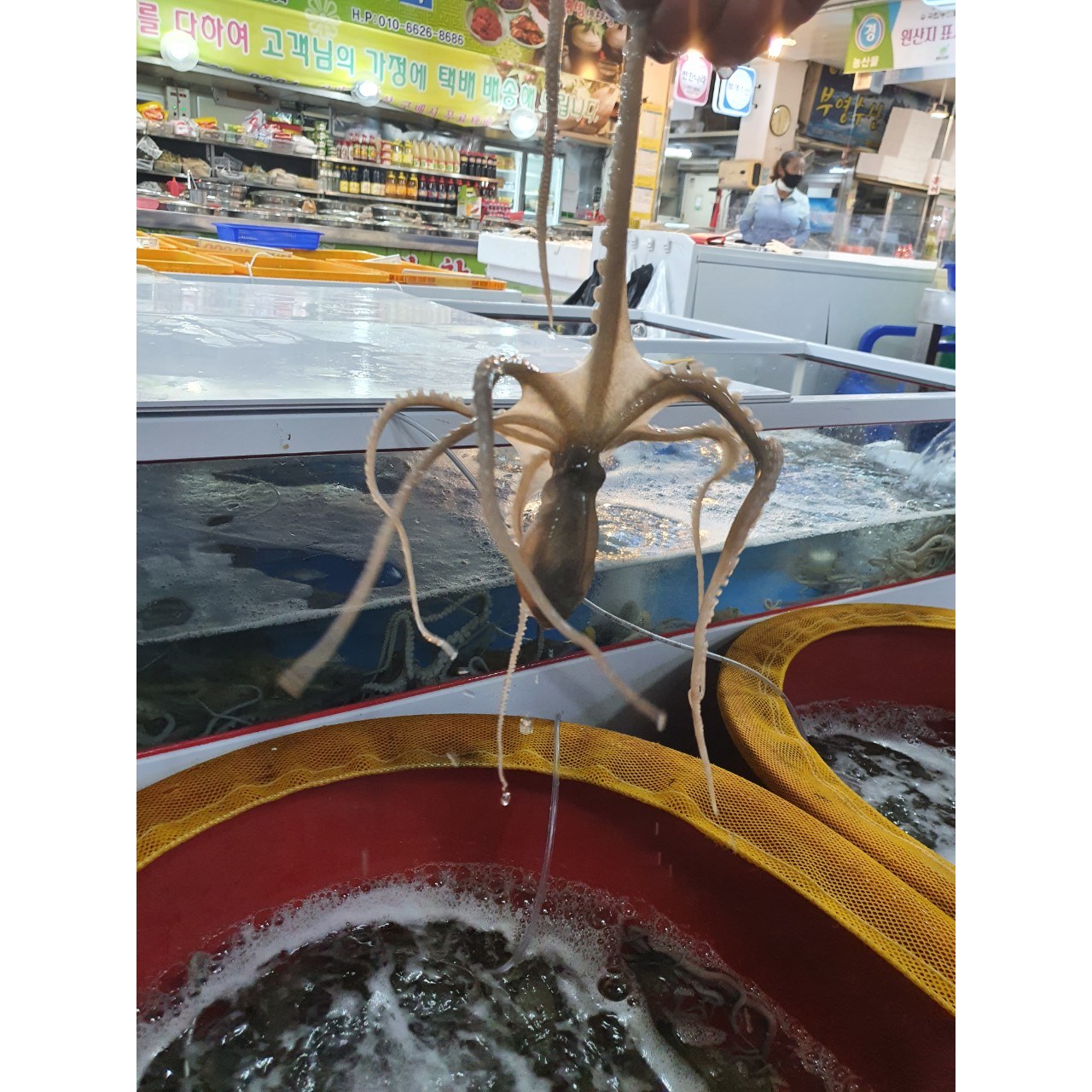 [신안/목포] 타우린과 무기질,필수 아미노산 보양식품 생물 산낙지 (소/중소/중/중대)10마리/ 산소포장, 1개, 1000g 내외 135,000원