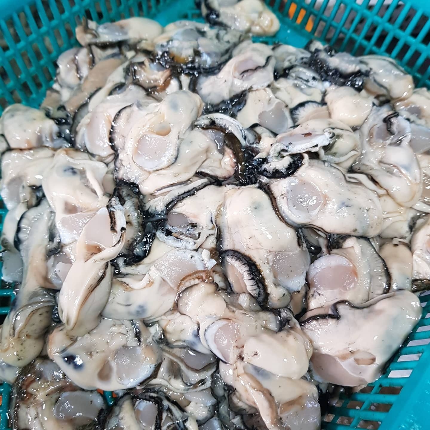 [당일조업] 통영 생굴 통영직송 횟감용 깐굴 15,660원