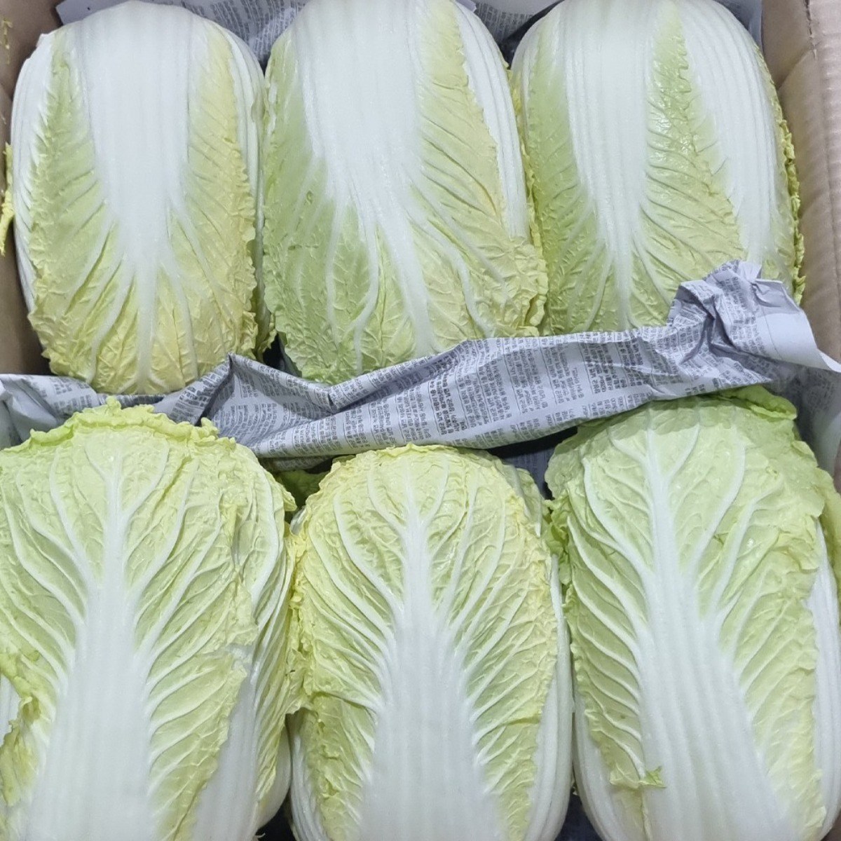 하나의팜 특품 쌈배추 12통 원박스 알배기 알배추 배추 중매인 당일경매 발송 20,900원