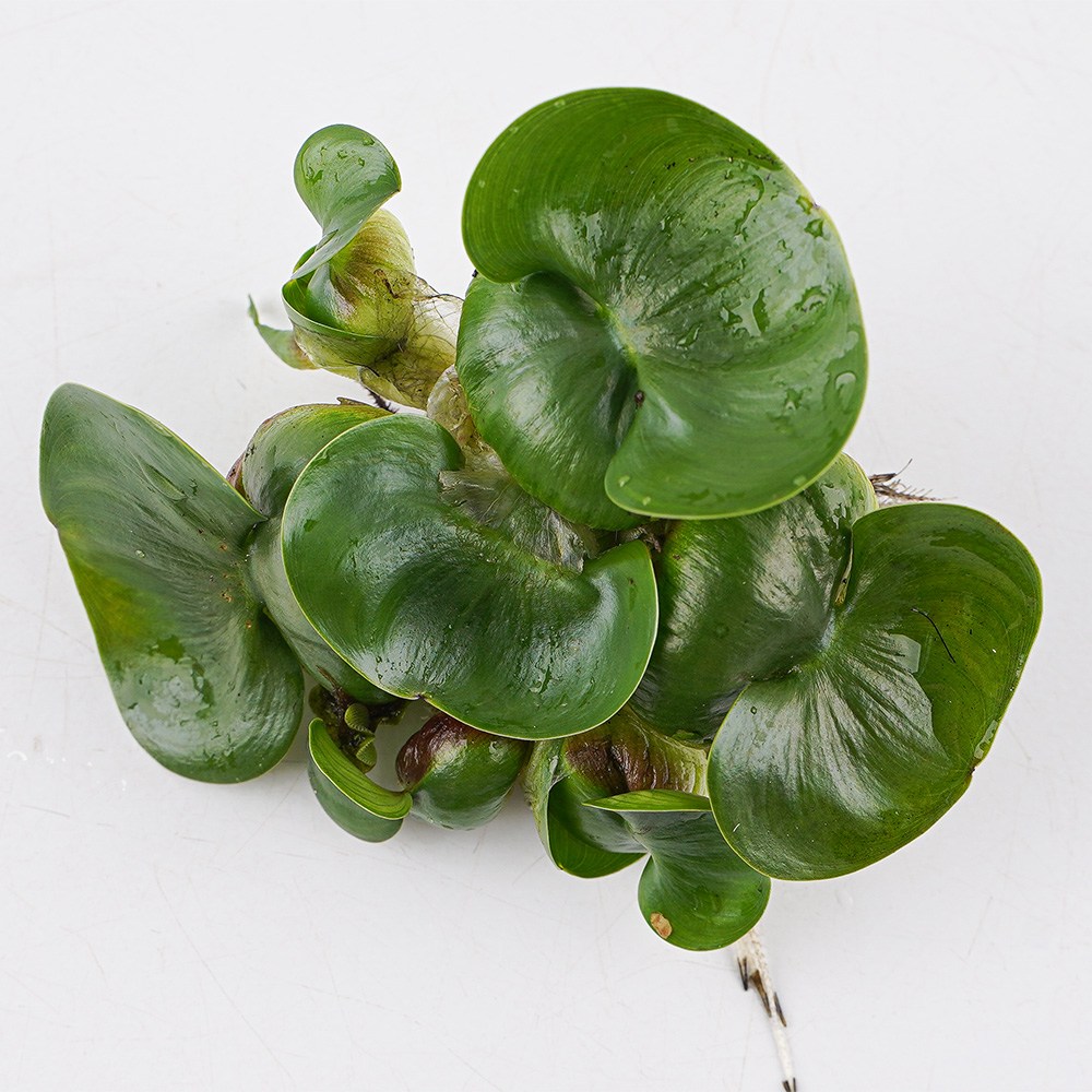 갑조네 부레옥잠 4,400원