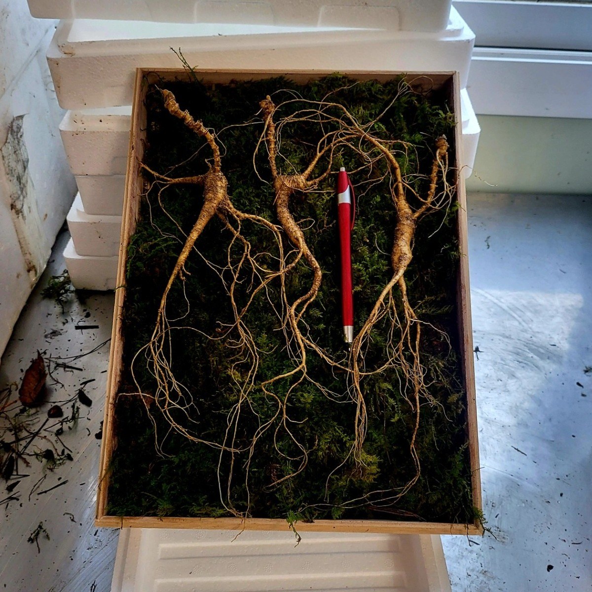 [수로] 강원도 전라도 1200고지 진짜 산삼 25년 장뇌삼 산양삼 산양산삼 자연 방치삼 + 서비스삼, 1개, 0 299,000원