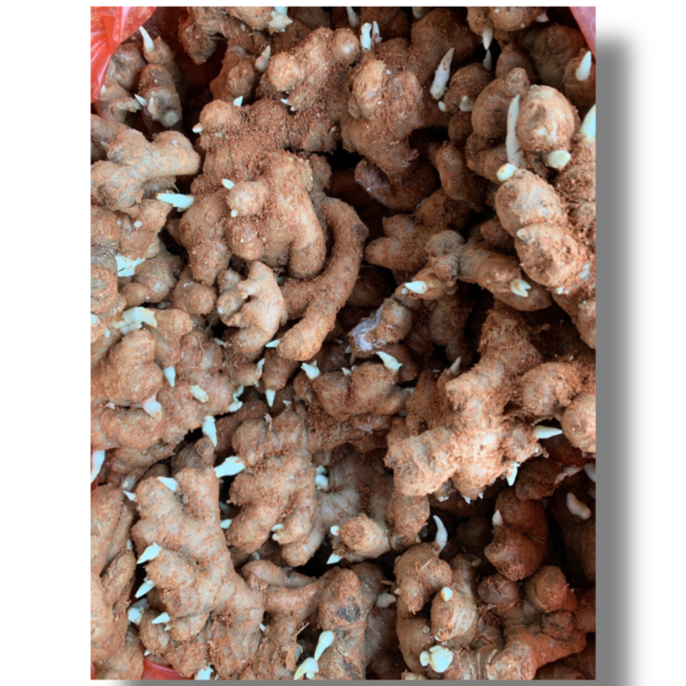 토종씨생강 봉동씨생강 종근 1kg, 1개 30,000원