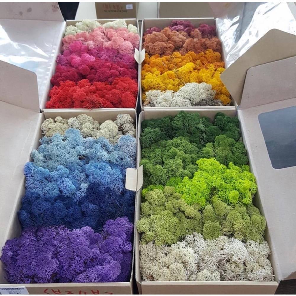 스칸디아모스 그라데이션모스 500g(1박스) 공기정화식물 천연 잔디이끼 DIY 학교수업 원예수업키트 재료, 1개 23,000원