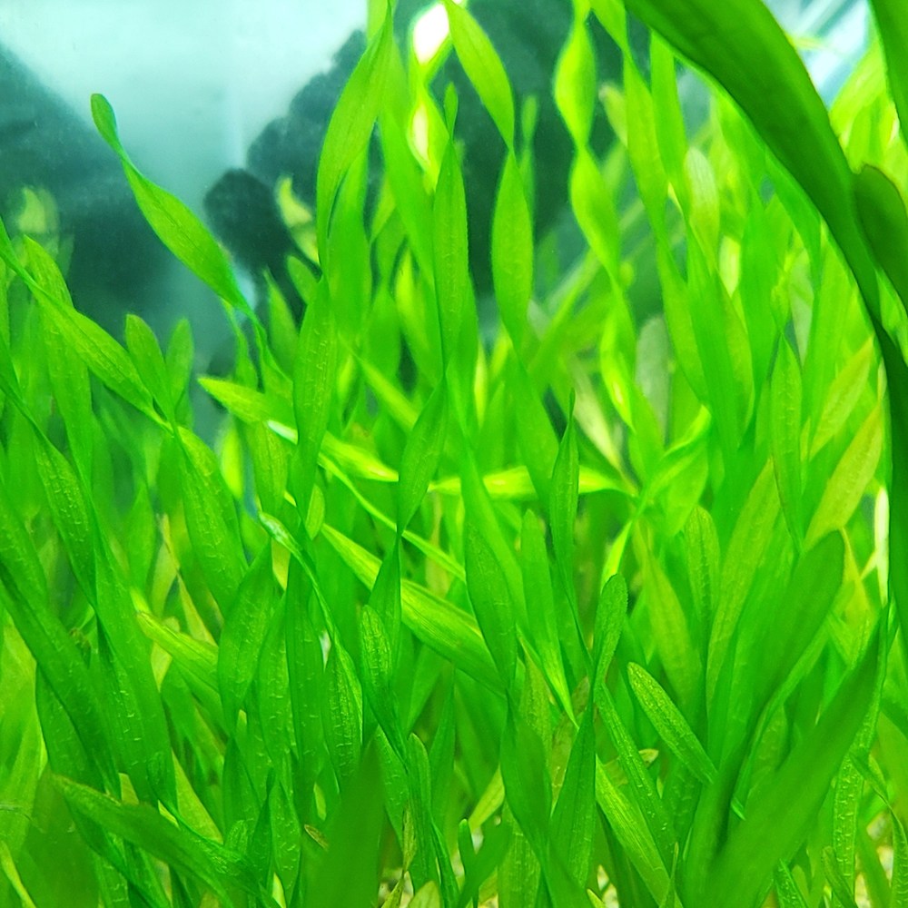 스크류 발리스네리아 15-20cm급 4촉 5,000원