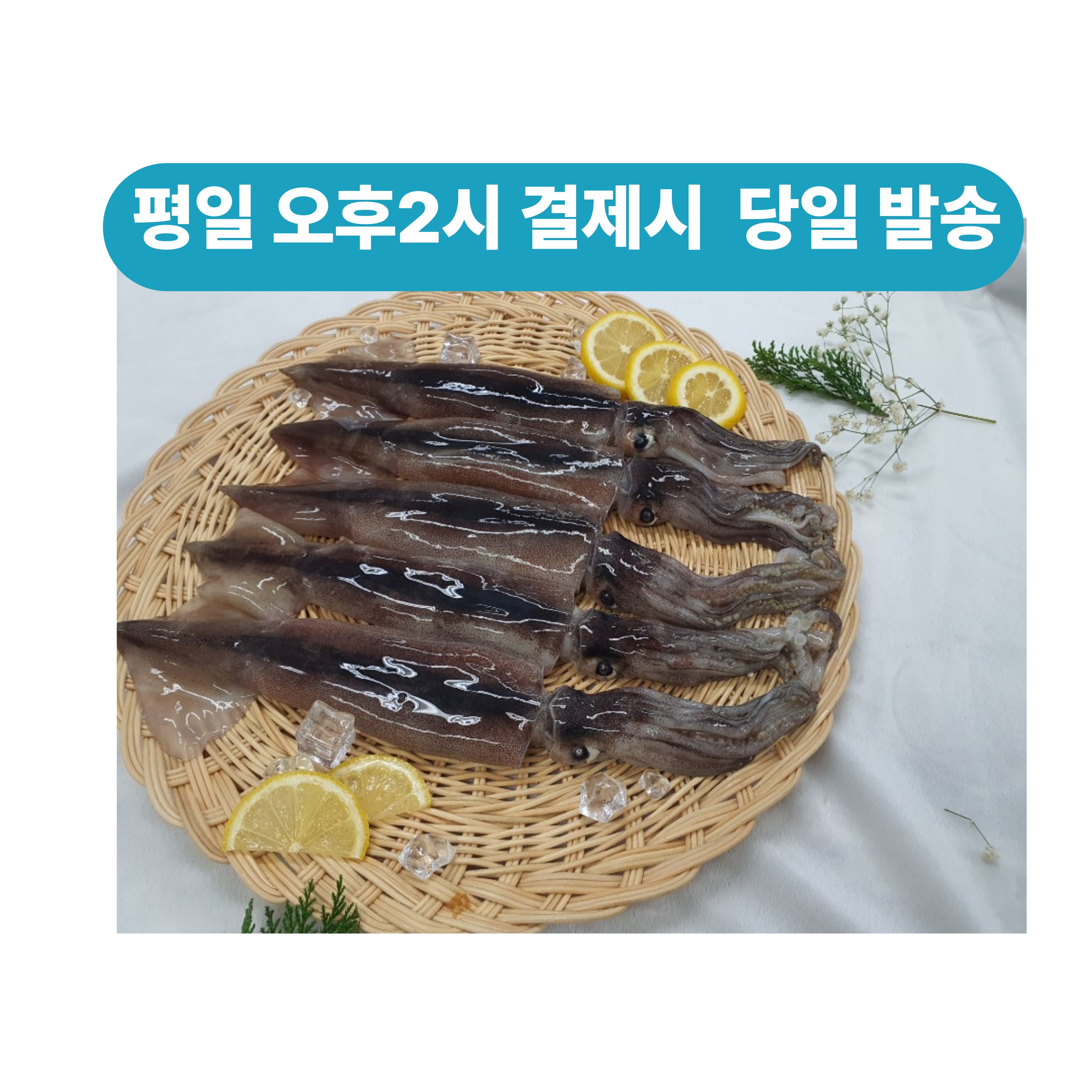 국내산 오징어 통찜용  초코오징어 통오징어 5미10미 1kg 2kg내외통찜용 숙회용 생물 오징어 급냉오징어 23,690원