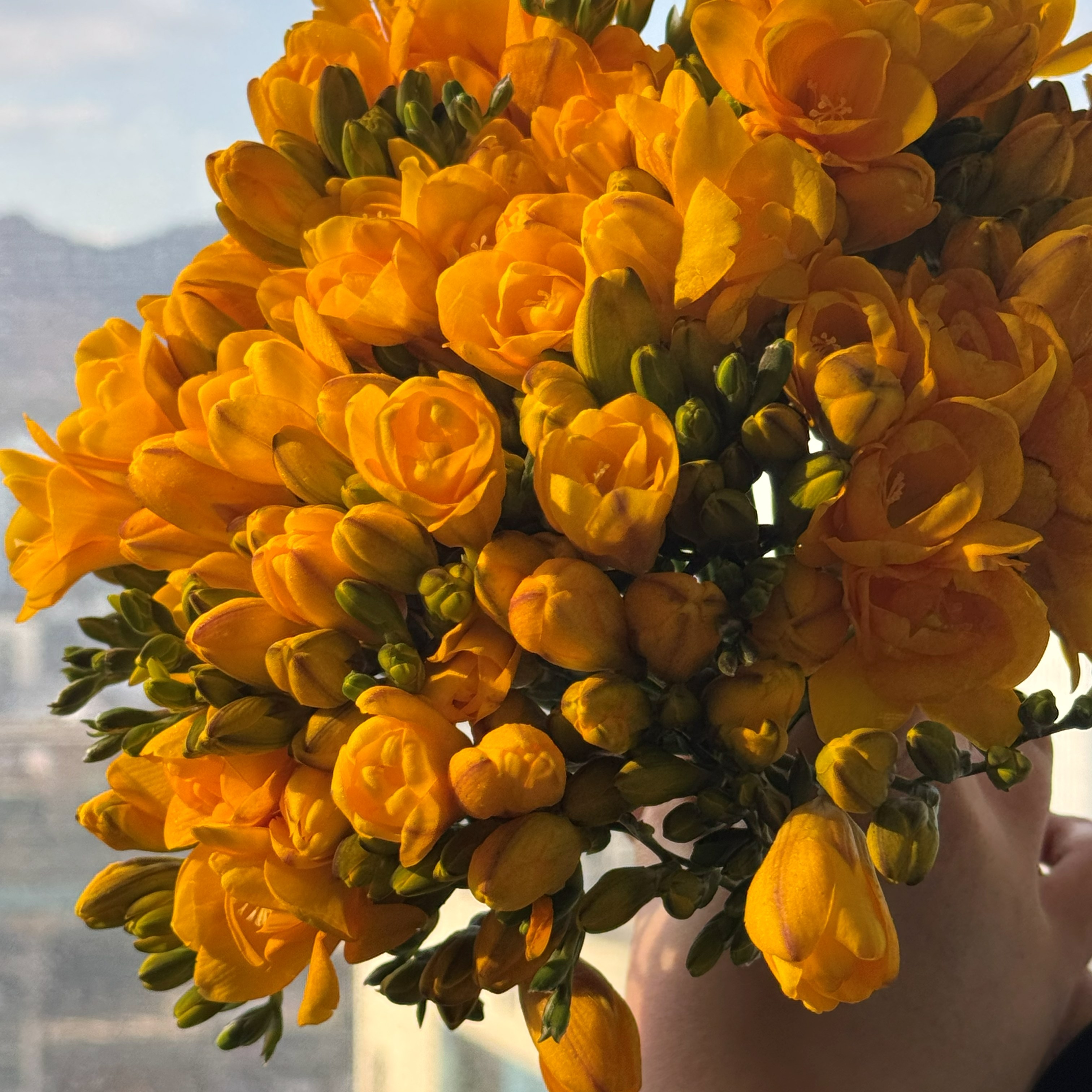 할인 진한노란 후리지아 30줄기 나를 위한 꽃선물 은은한 향기 가득한 프리지아 생화택배 화훼농가살리기, 후리지아 40줄, 1개 22,400원