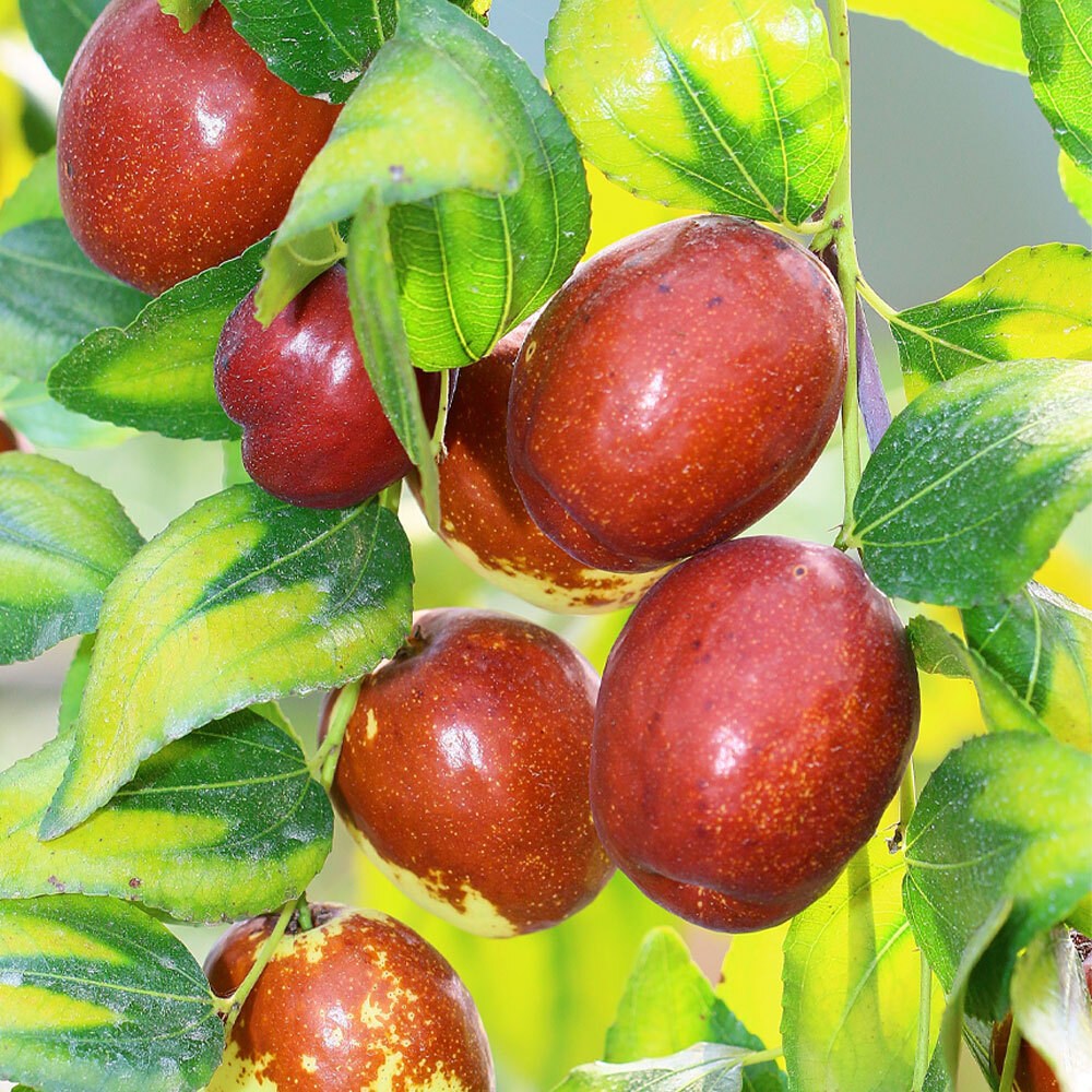 상상정원 복조대추 대추나무 묘목 - 분묘, 1개, R4/분 65,000원