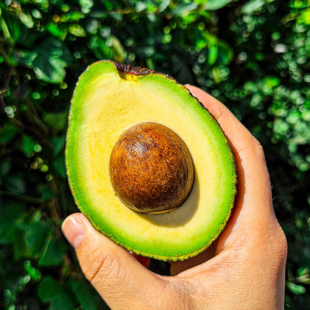 프리미엄 아보카도 대과 신선 생과일 샐러드용, 1개, 1kg (4~6입) 15,000원