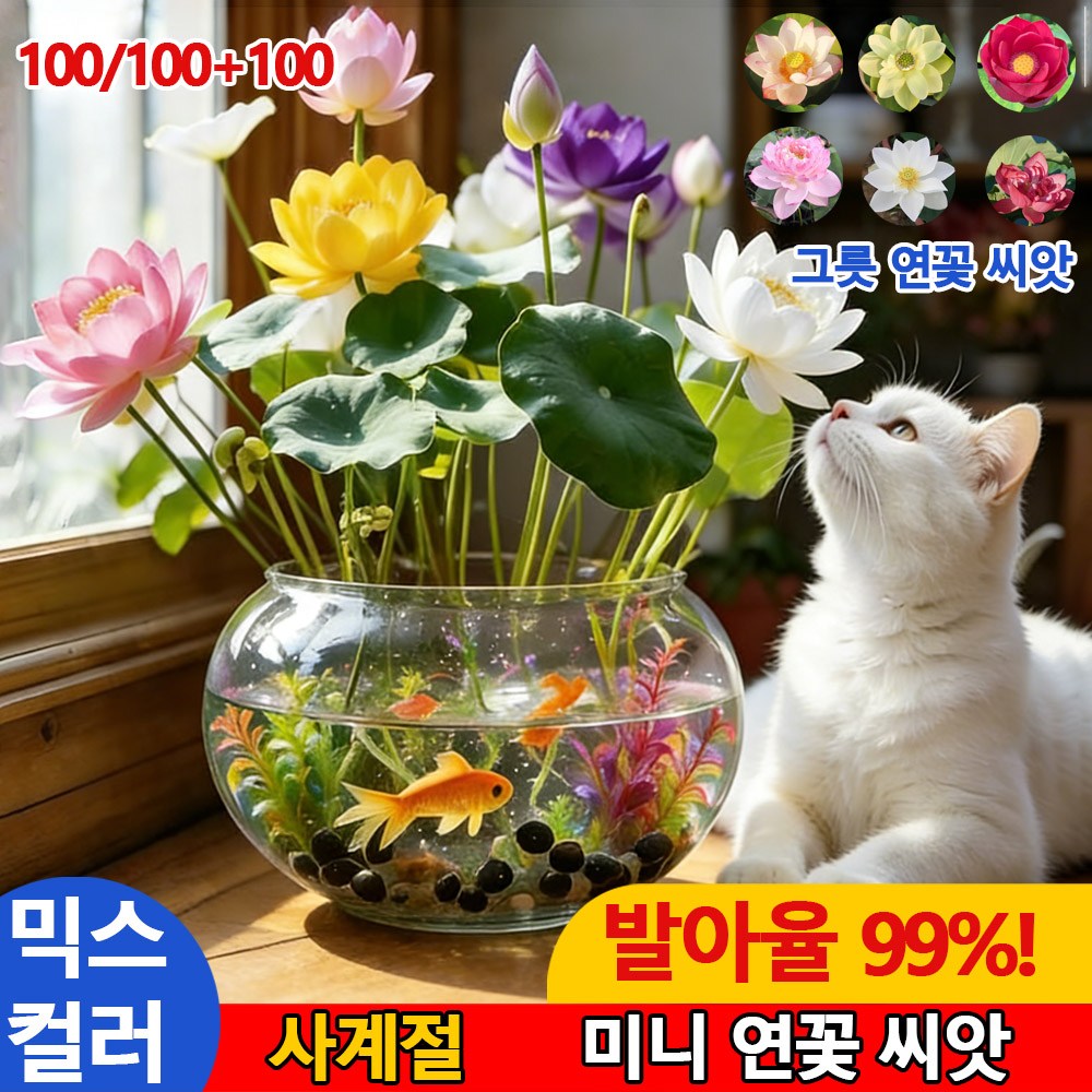 100알 수련연꽃식물씨앗 수련연꽃씨앗 미니 연꽃 씨앗 10,500원