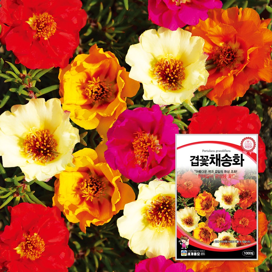 겹꽃채송화 1000립 / 씨앗 종자 꽃씨 꽃밭 화단만들기 조경가꾸기 3,000원
