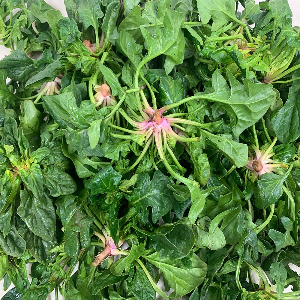 [당일발송]남해 보물초 시금치 섬초, 4kg, 1개 26,900원