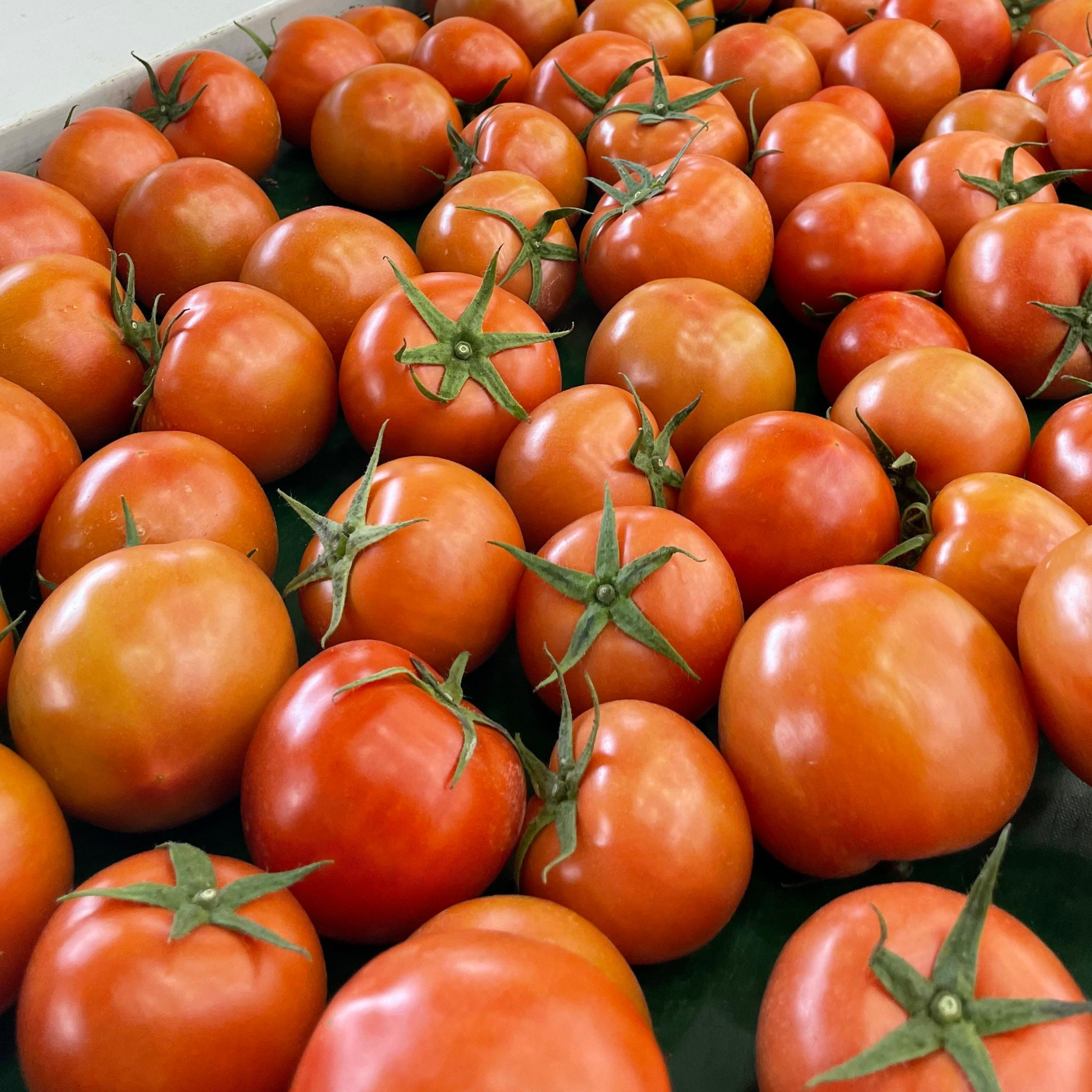 정품 완숙 찰 토마토 최고의 품질 10,900원