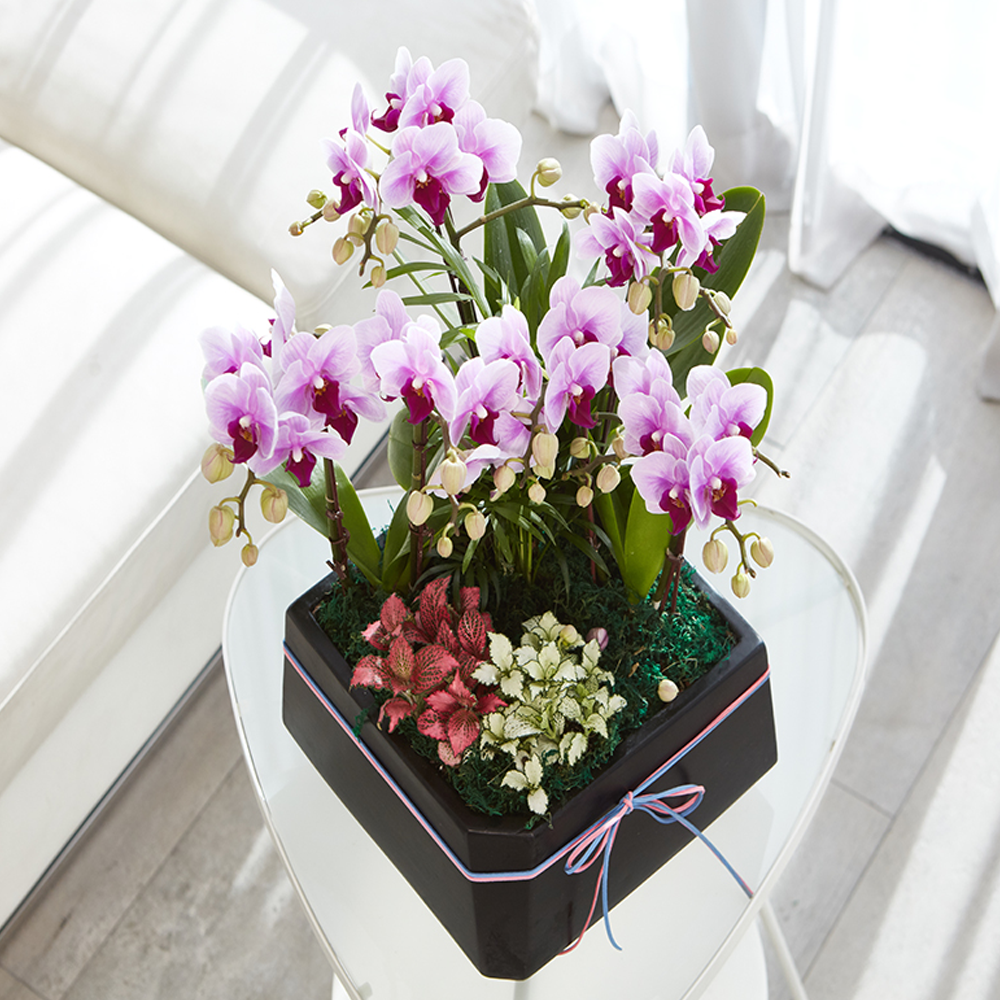 농원청년 서양란 분홍호접란 4호 승진 영전 취임 인사이동 개업 축하화분 전국 당일배송, 1개 139,000원