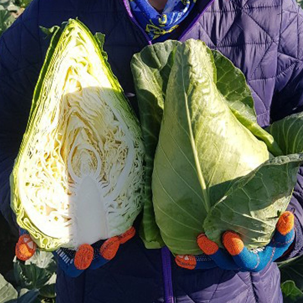 해풍 맞고 자란 제주 고깔양배추 3kg,5kg,10kg 산지직송 무료배송 13,500원