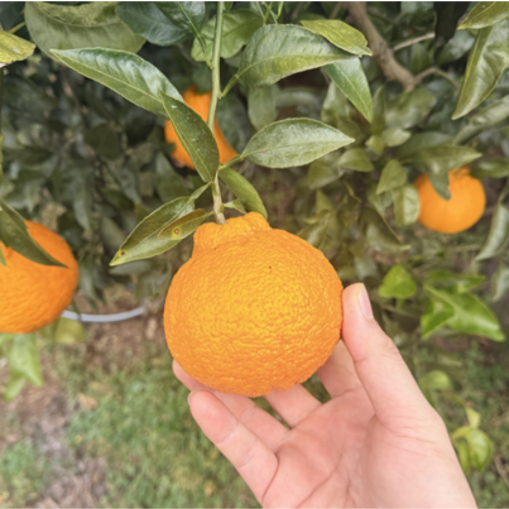 [품질보장] 고당도 제주 한라봉 14,890원