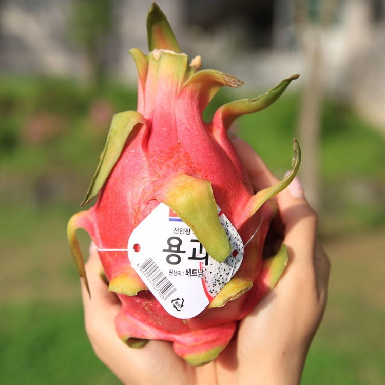 베트남 용과 생과 정품 Dole 화이트용과 백용과, 1박스, 4과 20,900원