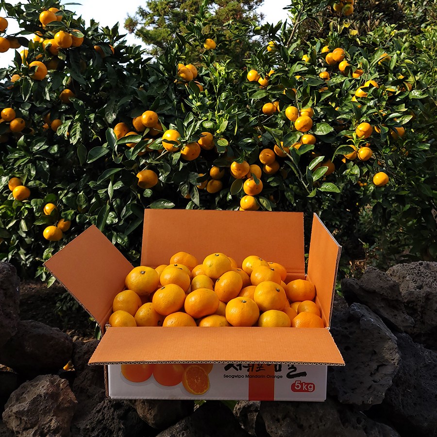 [막바지특가] 100박스한정 초고당도 제주감귤 21,500원