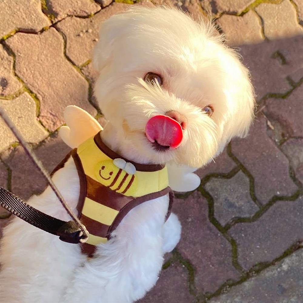 푸키 강아지 허니비 하네스 + 리드줄 + 꿀벌브로치 세트 15,610원