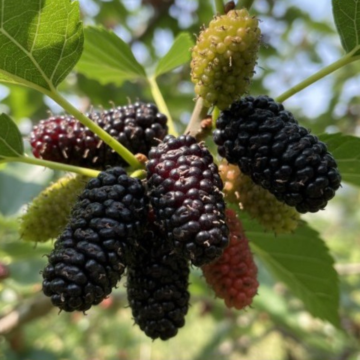 고창 토종생오디 (냉동)동결오디 고창토종햇오디 (특품) (상품) 2kg 5kg 10kg, 1박스, 2kg(특) 22,100원