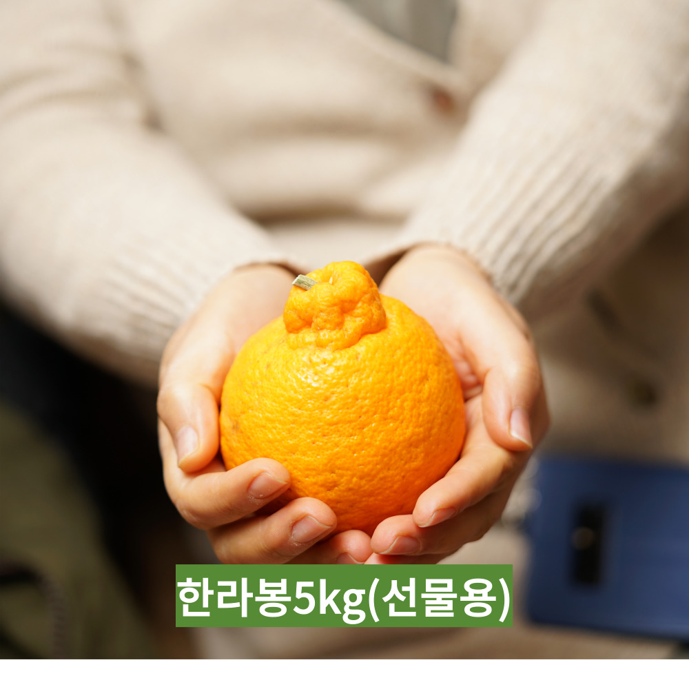 [프래쉬제이] 제주 고당도 천혜향 레드향 한라봉 명품 선물세트 3KG 5KG 53,600원