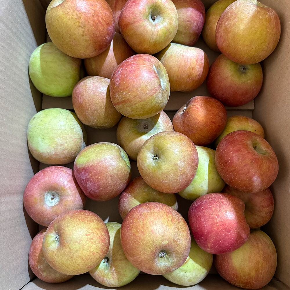 [하루딱50박스] 오픈특가 고당도 아삭농원 못난이사과, 1박스, 10kg 49,800원