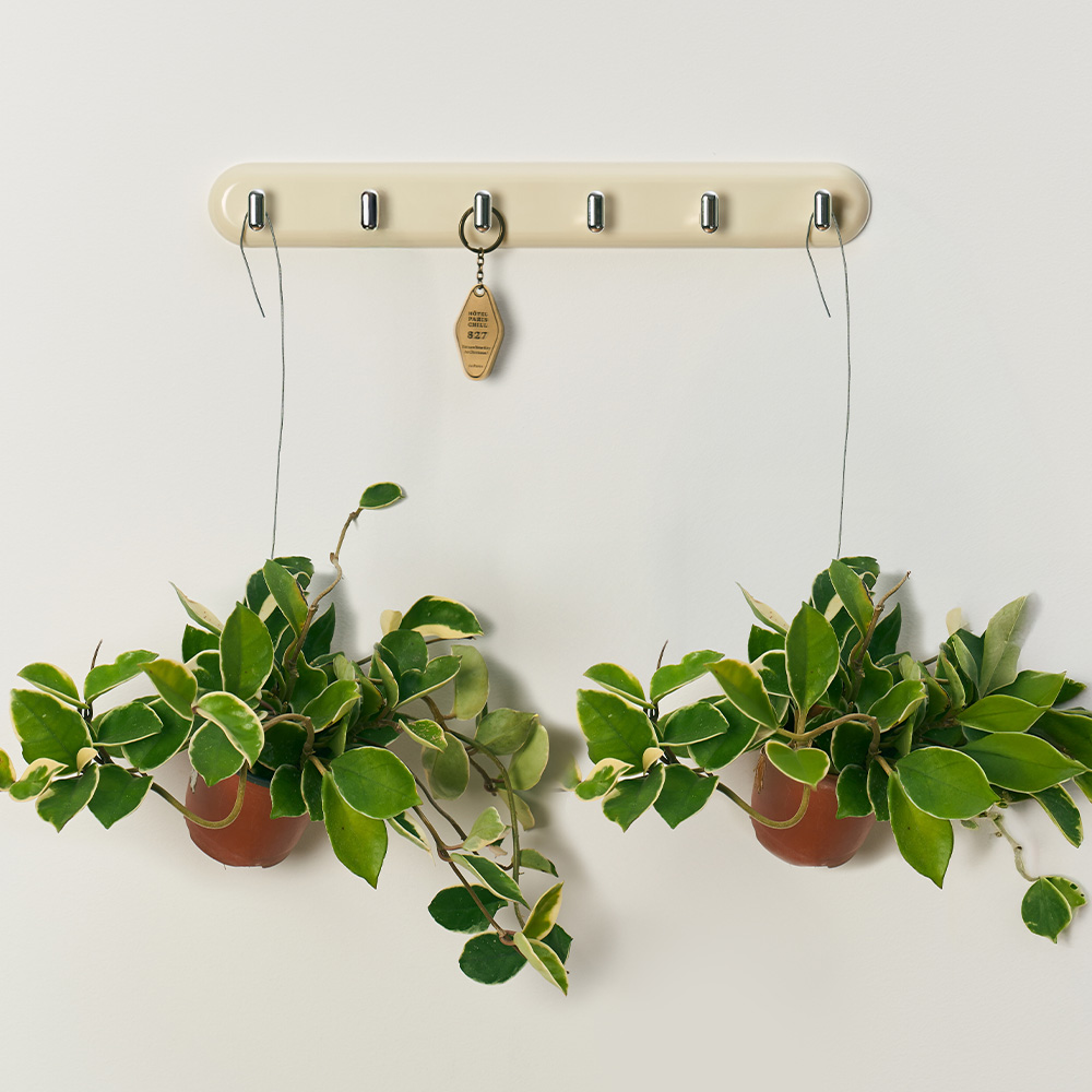 [로켓프레시] 농업회사법인 주식회사 코코도르팜 행잉플랜트 소형 호야, 그린, 2개 18,900원