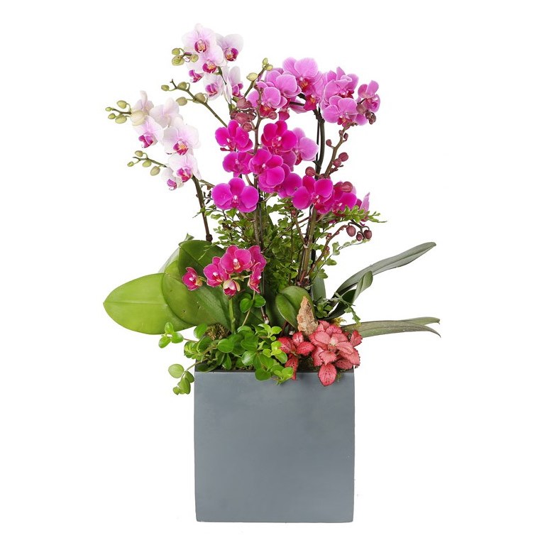 (오늘도착) 99플라워 호접란 ST-H483 - 개업 승진 축하 취임 전국당일배송 화분 98,780원