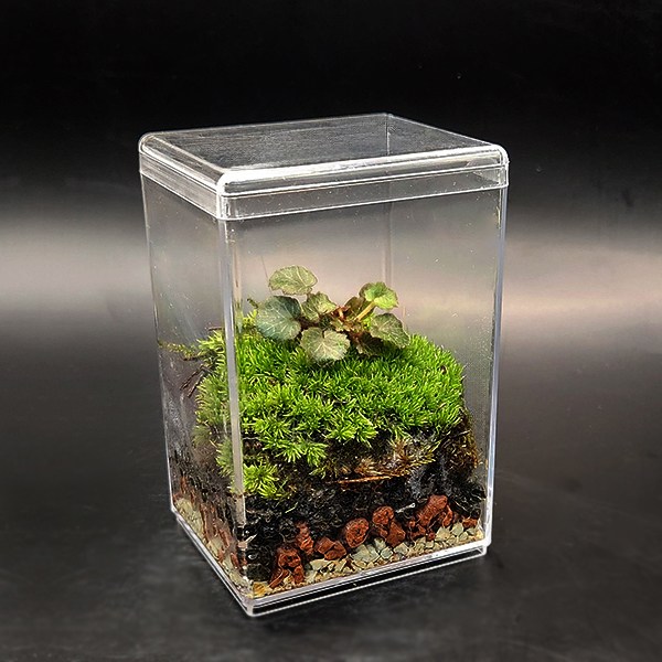 미니 테라리움키트 야쿠시마바위취 비단이끼 더숲 BOM 이끼 테라리움세트 만들기 8,000원