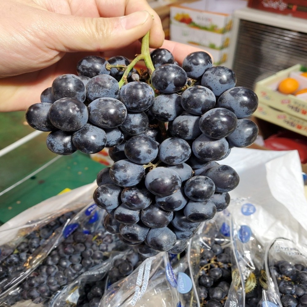 정품 일등농수산 겨울포도 블랙세이블 포도, 1개, 4kg 54,900원